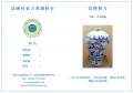 青花梅瓶A